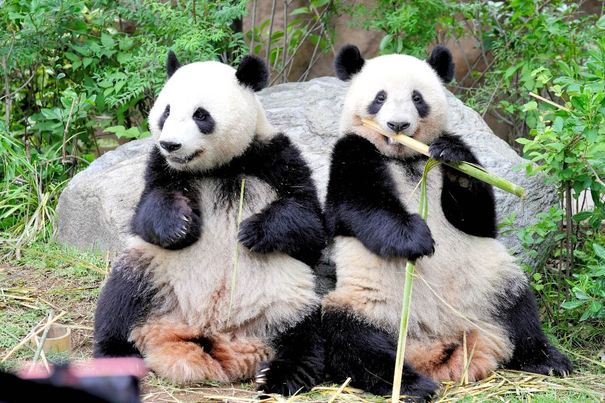 国内のパンダは上野動物園の双子のみに…返還期限は来年、都が交渉へ